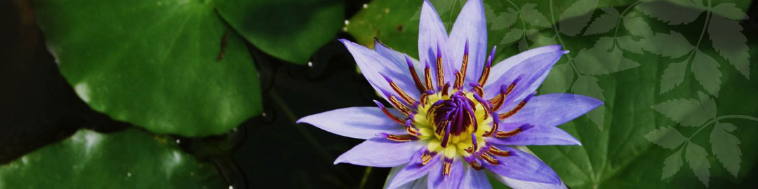 リンクイメージ