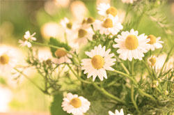 ハーブイメージ